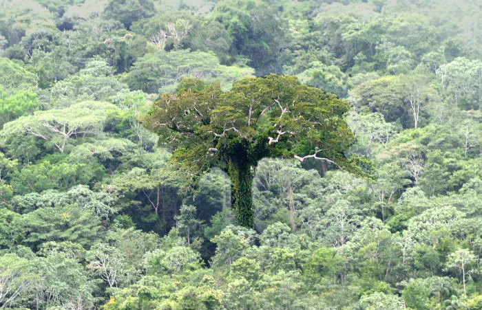 Ấn tượng với những bức ảnh hiếm về rừng rậm Amazon ảnh 7 an tuong voi nhung buc anh hiem ve rung ram amazon hinh 7