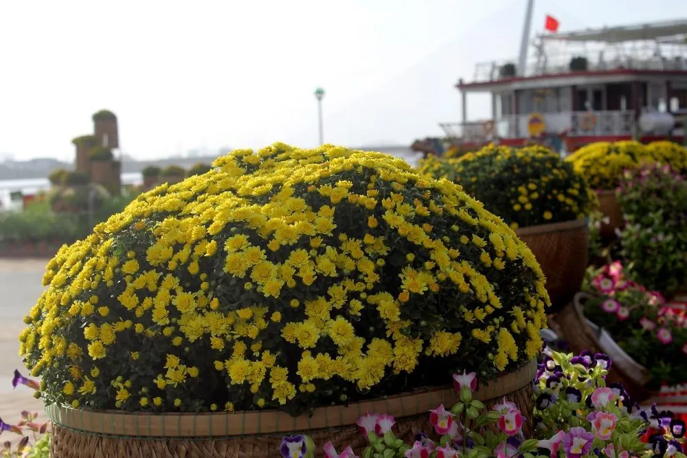 Đà Nẵng rực rỡ sẵn sàng đón xuân ảnh 3