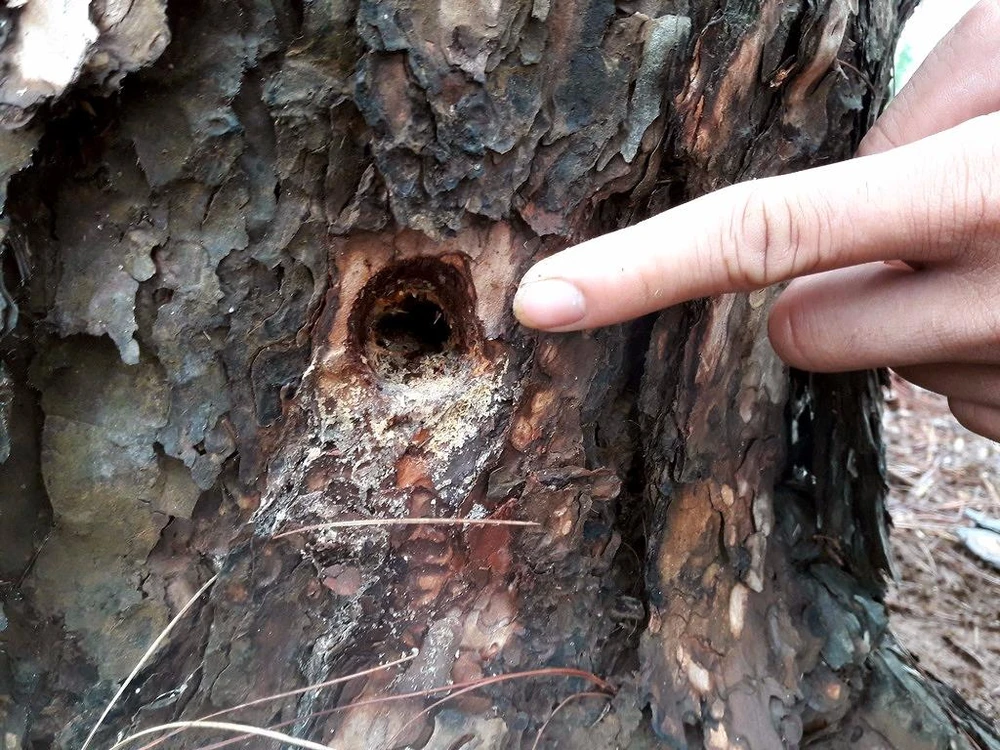 Rừng thông ở Gia Lai bị bức tử ảnh 1