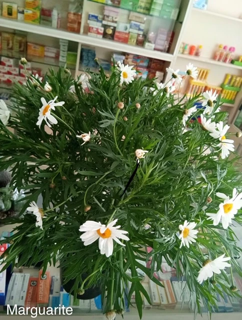 Xứ Đà tôi cũng đã có nàng họa mi ảnh 2