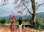 Ngắm bằng lăng tím nở rộ những ngày tháng 4 lịch sử ảnh 11 Đi tìm mùa hoa gạo bỏ quên ở núi rừng Quảng Nam