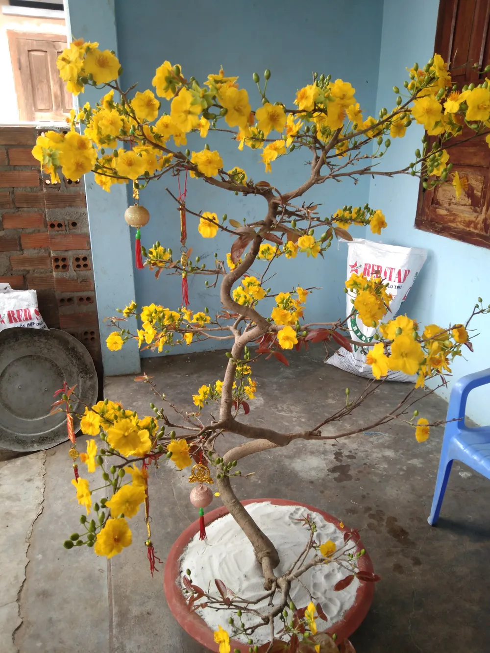 Lễ vật cúng Tân niên mùng 1 Tết Nhâm Dần 2022 ảnh 2 Lễ vật cúng Tân niên mùng 1 Tết Nhâm Dần 2022 ảnh 2