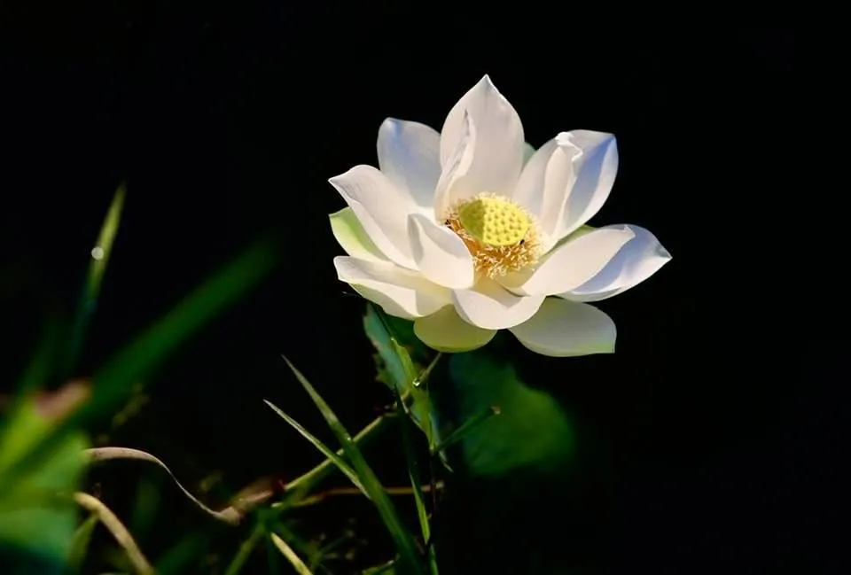 Ảnh sen tại triển lãm &apos;Lòng mẹ&apos; do Nghệ sĩ nhiếp ảnh Thành Xuân Anh cung cấp.