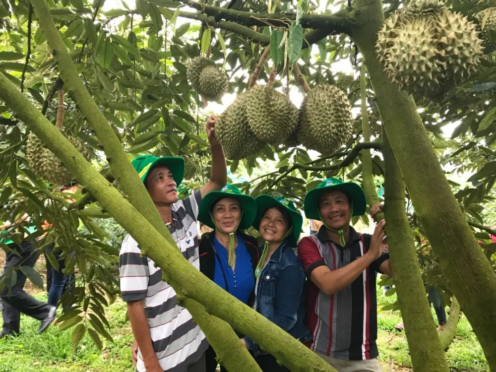 Phân bón Phú Mỹ giúp cây sầu riêng có năng suất cao, mẫu mã đẹp, chất lượng thơm ngon. Phân bón Phú Mỹ giúp cây sầu riêng có năng suất cao, mẫu mã đẹp, chất lượng thơm ngon.jpg