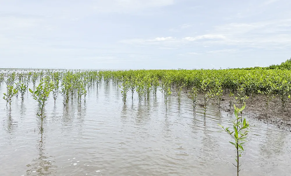 Thiên nhiên tái sinh kì diệu nơi cánh rừng Net Zero Vinamilk ở Đất Mũi.JPG
