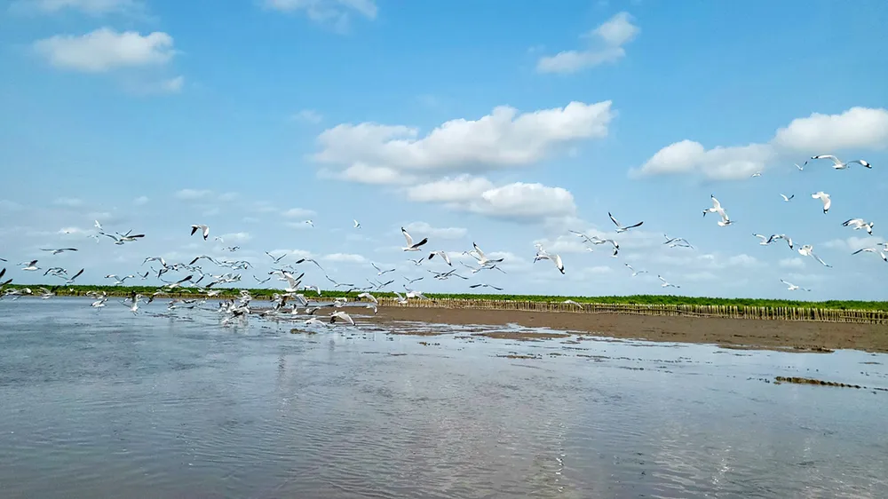 Thiên nhiên tái sinh kì diệu nơi cánh rừng Net Zero Vinamilk ở Đất Mũi.jpg