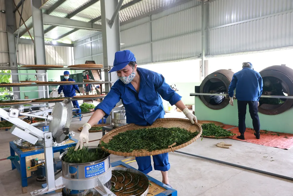 Sau khi diệt men, nguyên liệu chè được đưa vào máy vò tạo hình. Sau khi diệt men, nguyên liệu chè được đưa vào máy vò tạo hình.jpg