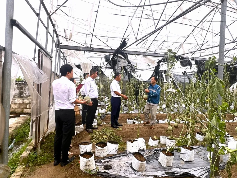 Do ảnh hưởng bởi bão số 3, toàn bộ 6 sào diện tích trồng dưa lưới của gia đình Anh Đoàn Văn Đạt tại Hải Dương đã bị hư hỏng không còn khả năng thu hoạch. Agribank tổ chức các đoàn công tác nắm bắt tình hình, khắc phục thiệt hại cơn bão số 3.jpg