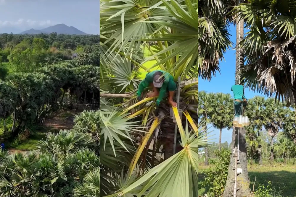Nỗ lực duy trì nghề truyền thống lấy mật hoa thốt nốt của doanh nghiệp bản địa tại An Giang.png