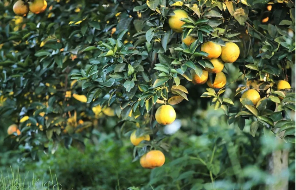 Vườn cam FVF: Điển hình nông nghiệp xanh bền vững từ Tập đoàn TH.png