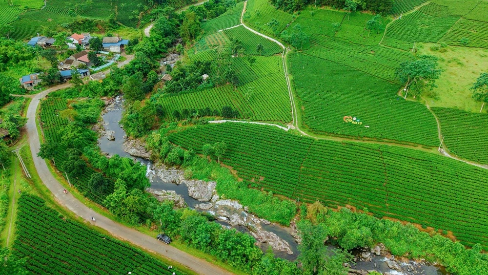 Làn gió mới cho vùng chè Thái Nguyên.jpg