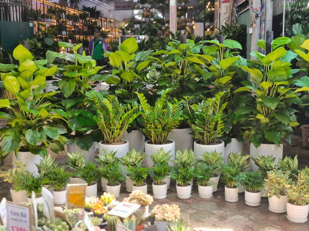 Cây xanh cho trường học - Điểm nhấn trang trí mùa khai giảng.jpg