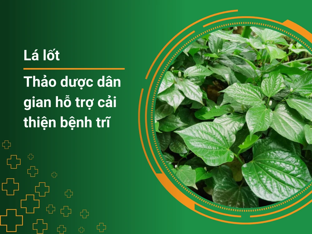 la-lot-thao-duoc-dan-gian-ho-tro-cai-thien-benh-tri.png