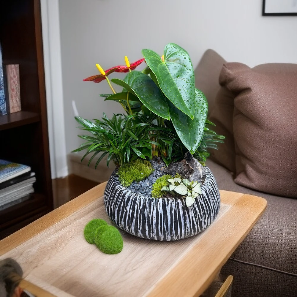 Mua cây cảnh làm quà 20-10 ở đâu uy tín, giá tốt tại Hà Nội?.png