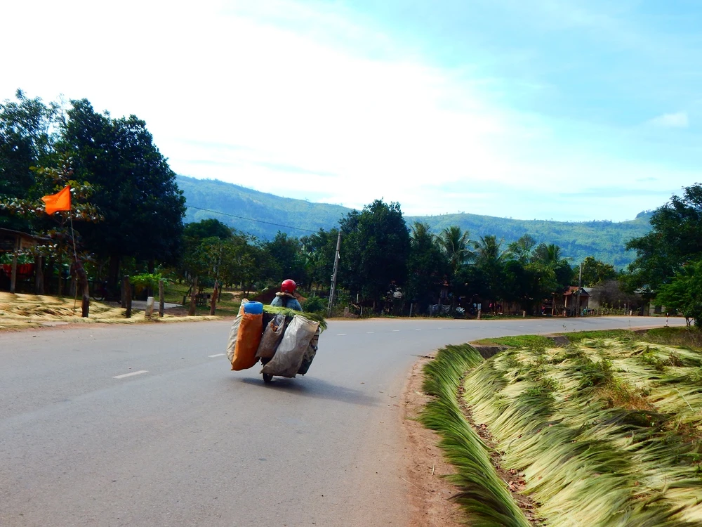 Hái ‘lộc trời’ trên rừng Trường Sơn ảnh 2
