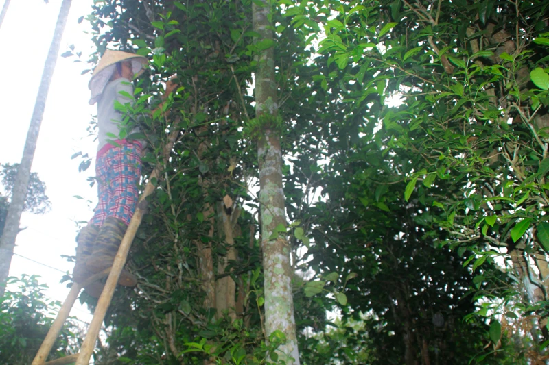 Vườn chè cổ thụ trăm tuổi Xứ Cùa ảnh 7