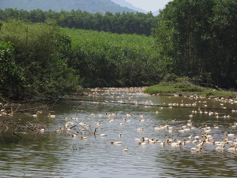 Đàn vịt nuôi 20 ngày, dương tính với cúm A/H5N6