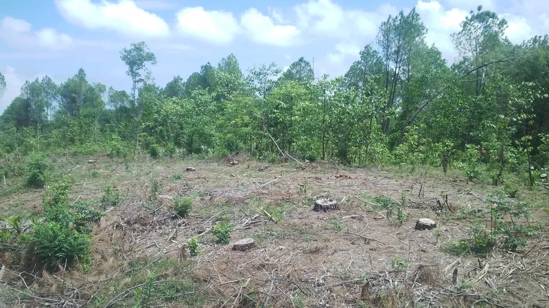 254 cây thông bị đốn hạ