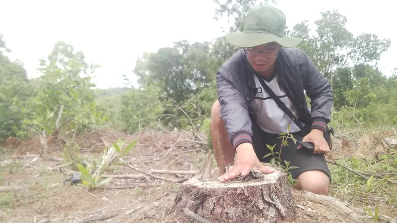 254 cây thông bị đốn hạ