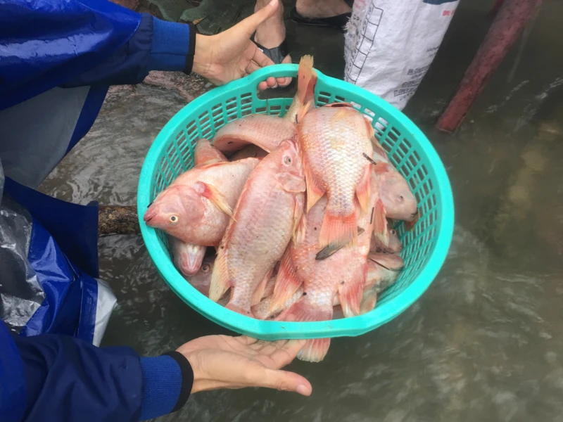 Chùm ảnh: Thủy điện xả lũ, cá nuôi chết trắng lồng ảnh 8