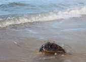 Thả con rùa cực quý về biển