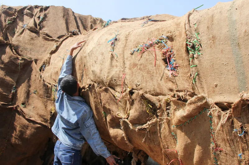 Toàn cảnh vụ cây 'khủng' bị giữ tại Thừa Thiên-Huế ảnh 2