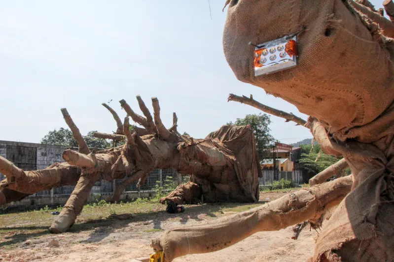 Toàn cảnh vụ cây 'khủng' bị giữ tại Thừa Thiên-Huế ảnh 3