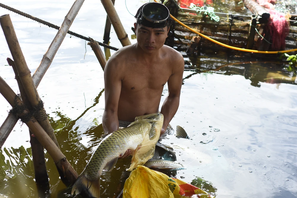 Thủy điện tăng cường xả nước cứu cá trên sông Bồ ảnh 1