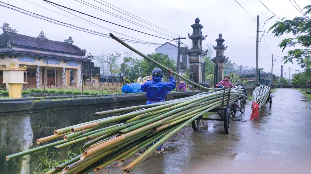 Nông dân Huế đội mưa rét chăm sóc hoa Tết ảnh 10