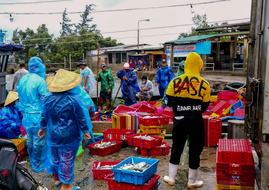 Chùm ảnh: Cảng cá lớn nhất Thừa Thiên - Huế hối hả trước bão số 5 ảnh 3 Chùm ảnh: Cảng cá lớn nhất Thừa Thiên - Huế hối hả trước bão số 5 ảnh 3