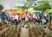 Huế sẽ là xứ sở mai vàng sánh ngang với hoa anh đào của Nhật Bản ảnh 3 Video: Nhà vườn giảm giá mai vàng phục vụ người dân chơi Tết