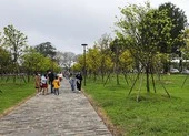 Huế khao khát trở thành Xứ sở mai vàng của Việt Nam ảnh 2 Huế sẽ là xứ sở mai vàng sánh ngang với hoa anh đào của Nhật Bản