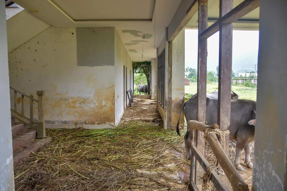 Dãy nhà hai tầng xuống cấp theo thời gian và tác động của trâu bò. Ảnh: NGUYỄN DO