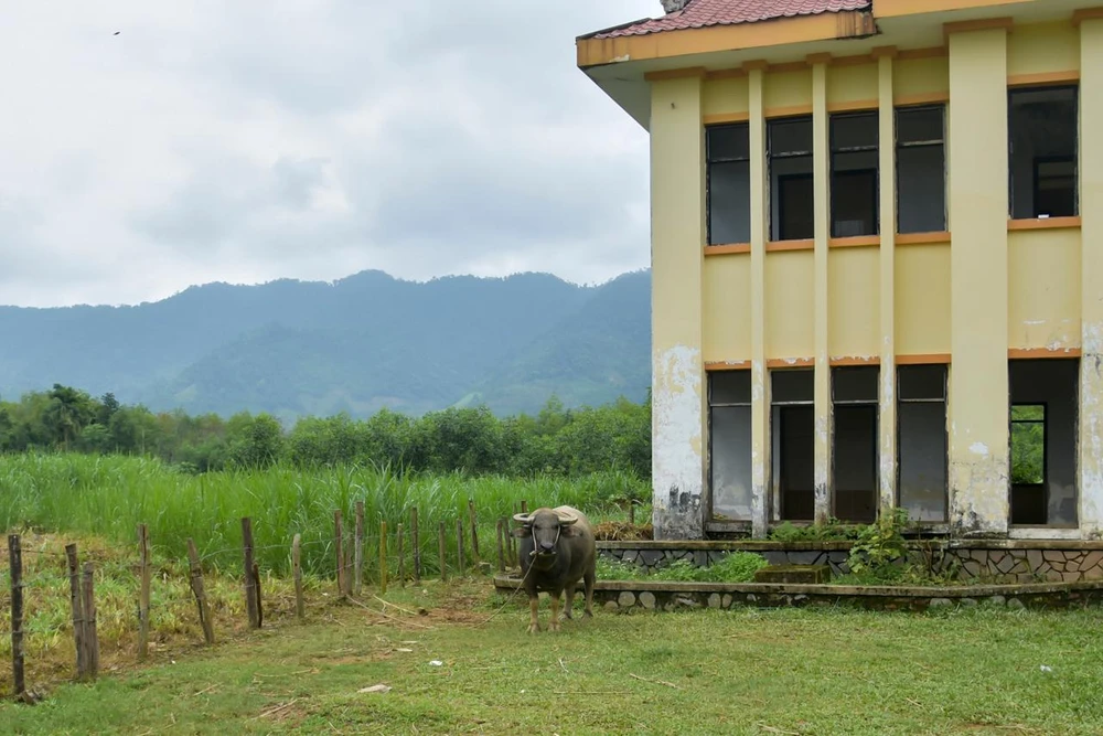Khu vực được người dân tận dụng trồng cỏ làm thức ăn cho trâu, bò. Ảnh: NGUYỄN DO
