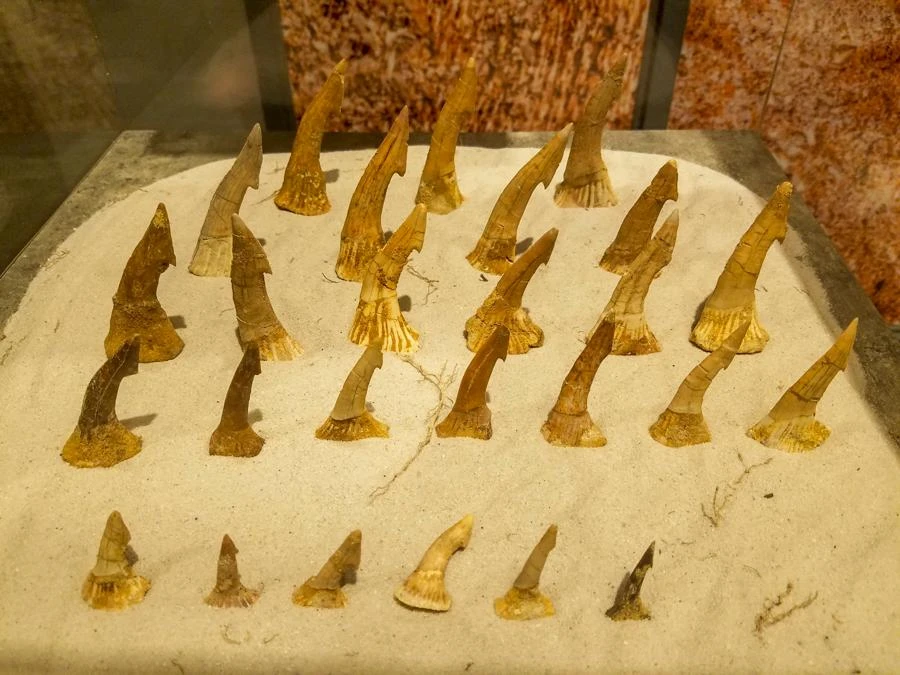 Tại triển lãm, khách tham quan sẽ được đắm chìm trong không gian đậm đặc hơi thở của lịch sử tự nhiên trái đất trải dài hàng trăm triệu năm.