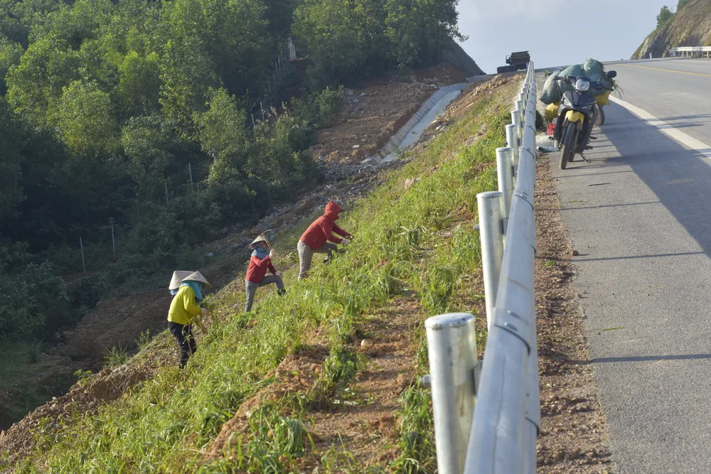 Những công nhân trồng cây bảo vệ chống sạt trượt dọc tuyến đường. Ảnh: NGUYỄN DO