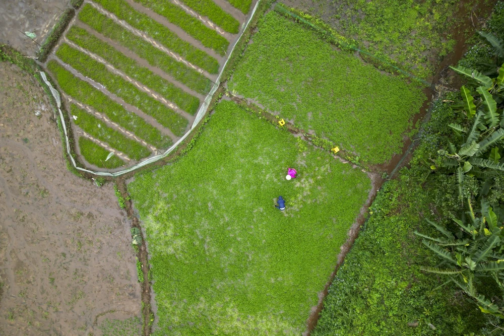 Người dân xã Gio An, huyện Gio Linh, tỉnh Quảng Trị trồng được loại rau xà lách xoong hay còn gọi là rau liệt nhờ nguồn nước từ giếng cổ ngàn năm.