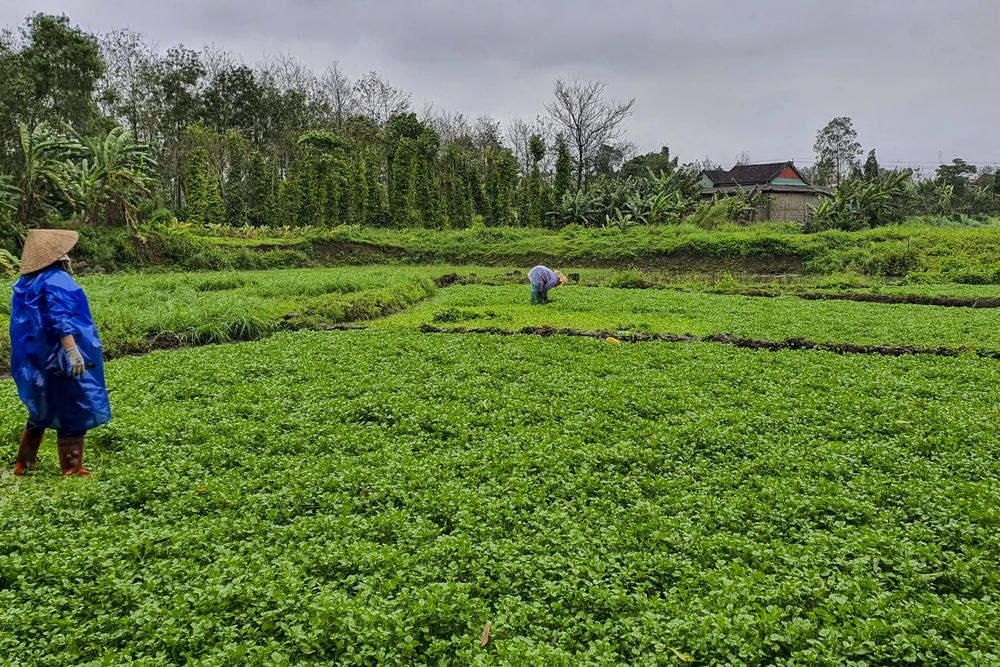 Những ngày đầu xuân Quý Mão, người dân xã Gio An đã xuống ruộng thu hoạch rau xà lách xoong để bán ra thị trường.