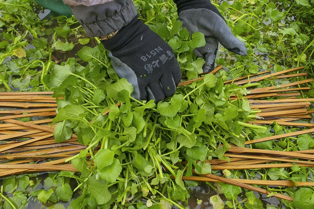 Theo người dân, thời điểm hiện tại rau xà lách xoong được bán lẻ tại chợ với giá 15.000 đến 20.000 đồng/bó.