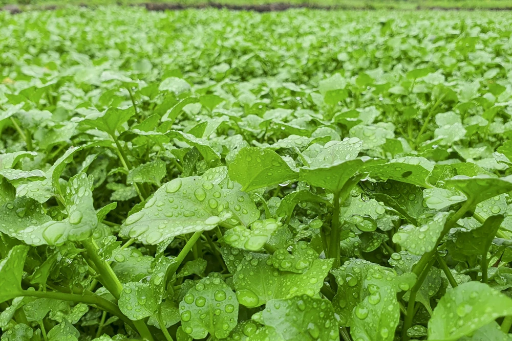 Rau xanh mơn mởn, nhiều người thường gọi loại rau này là "rau sợ bẩn" vì được nuôi dưỡng với dòng nước sạch từ giếng cổ ngàn năm.