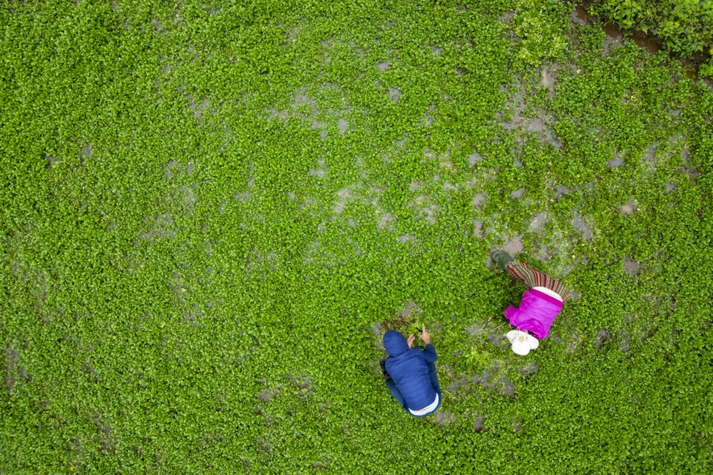 Người dân đang thu hoạch rau xà lách xoong.