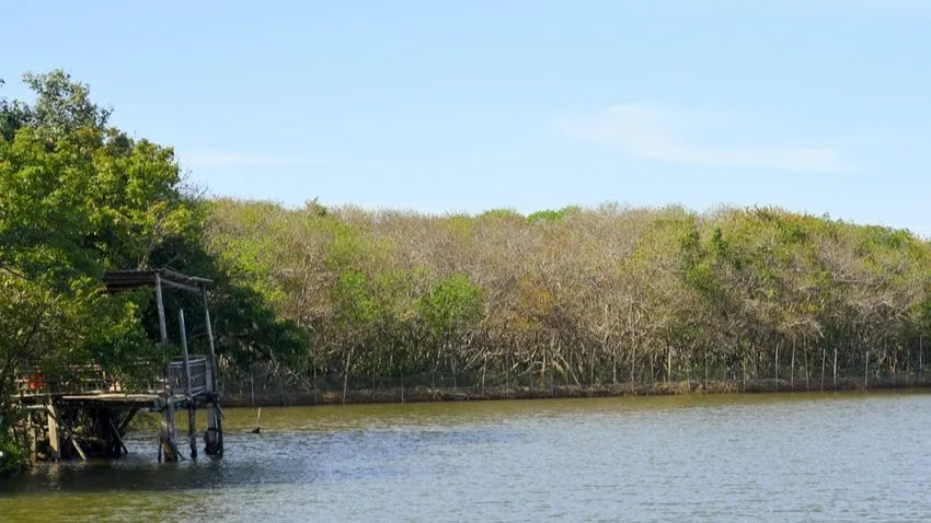 Một rừng ngập mặn trên phá Tam Giang (Thừa Thiên Huế). Ảnh: ND