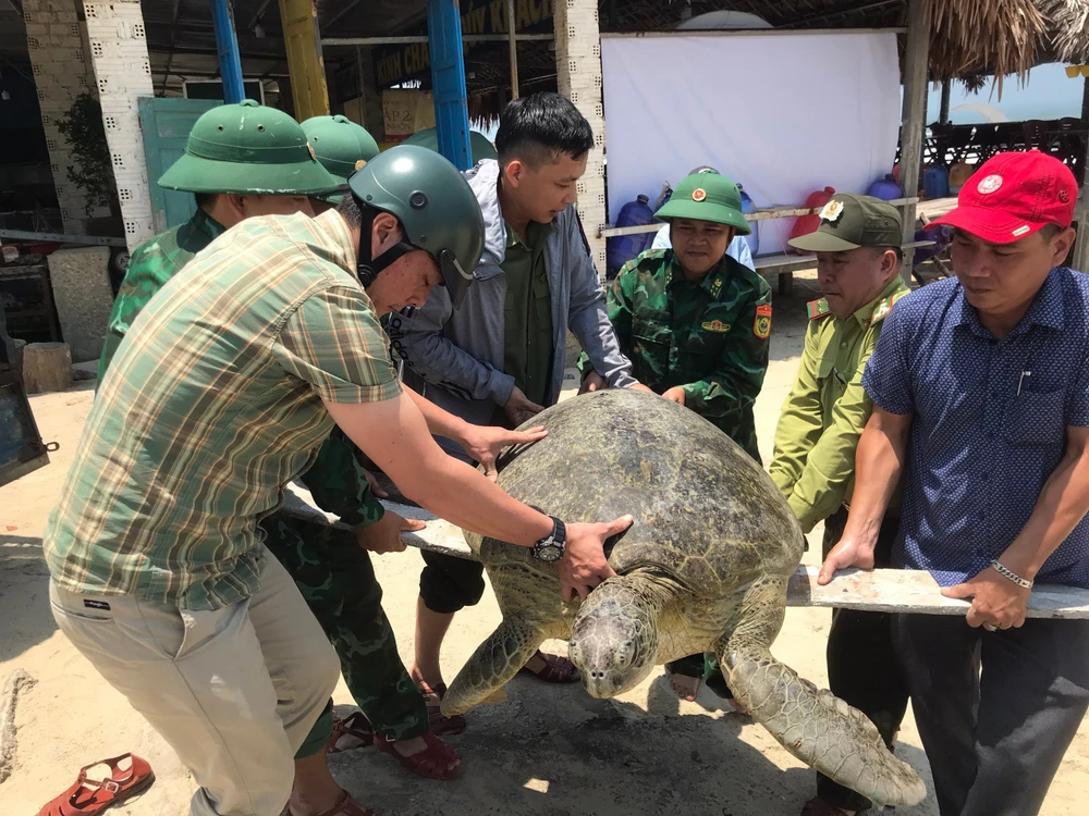 Cá thể vích được thả về tự nhiên.