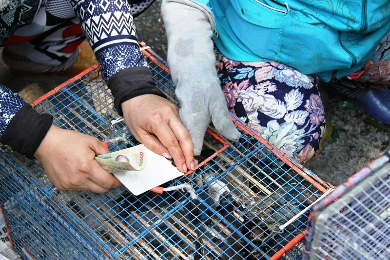 Chim phóng sinh được bày bán nhiều nơi. Ảnh PLO Chim phóng sinh được bày bán nhiều nơi. Ảnh PLO