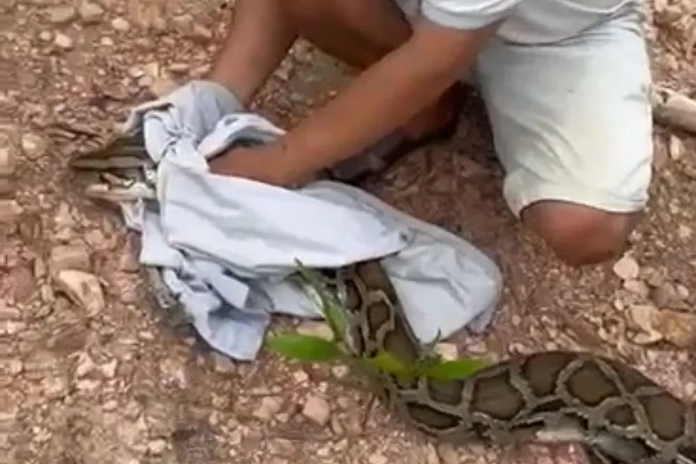 Con trăn được người dân bắt được. Ảnh cắt từ clip