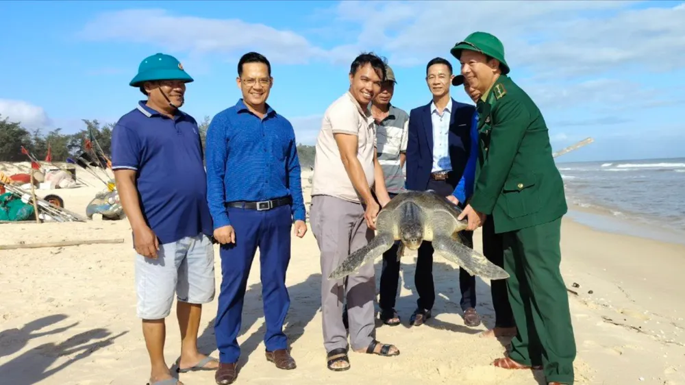 Cá thể đồi mồi được thả về biển