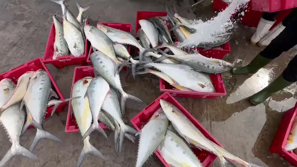 nguoi-dan-phan-khoi-voi-loc-bien-dau-nam (2).jpg