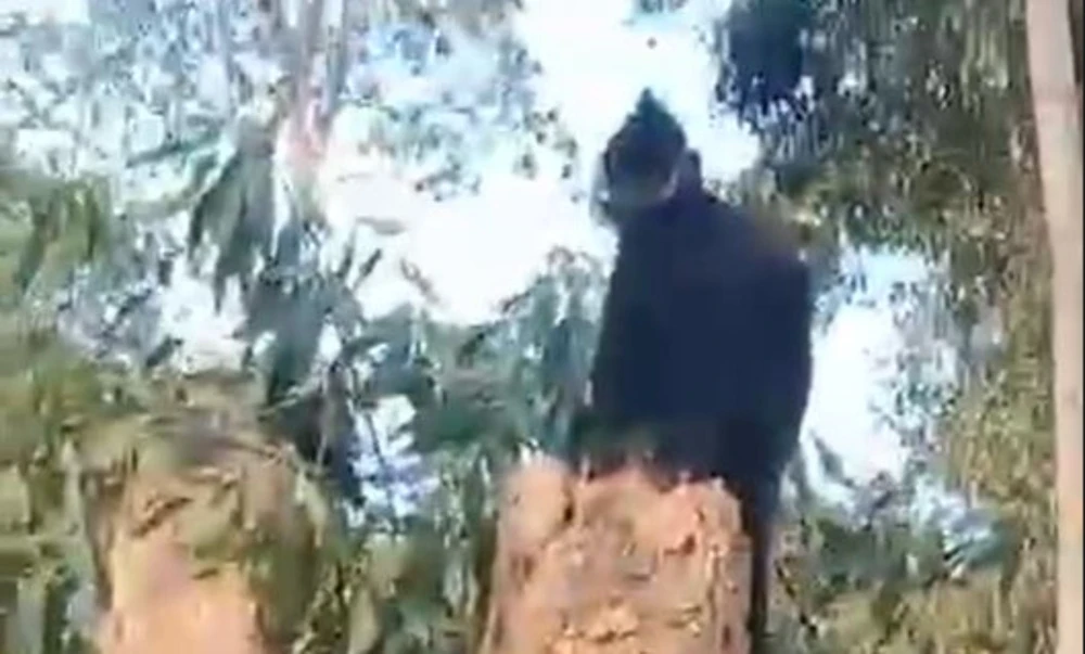 Voọc đen gáy trắng