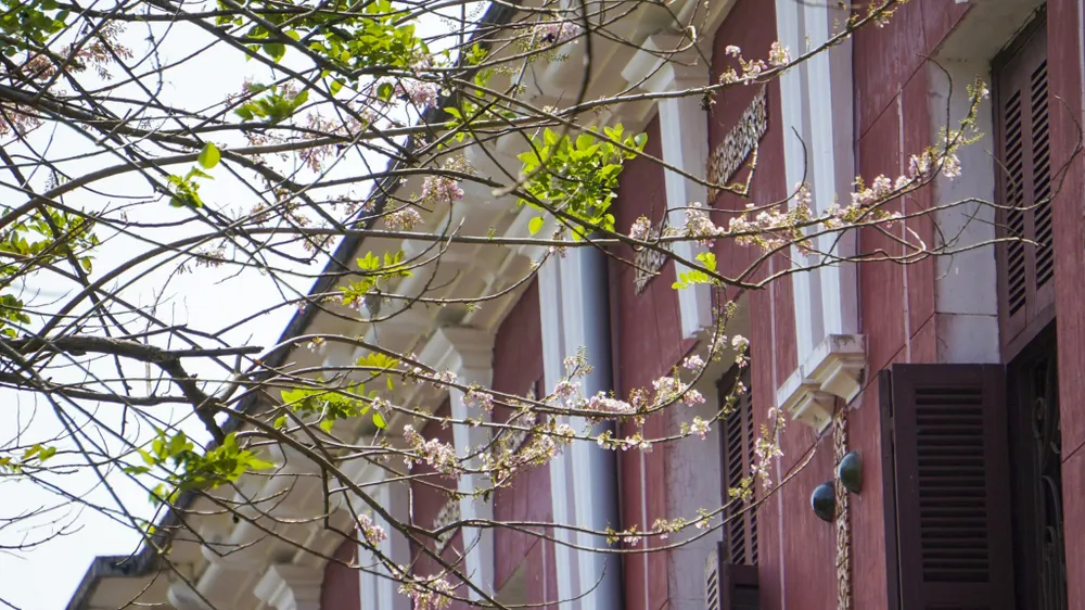 Hoa điệp anh đào khoe sắc ở cố đô huế