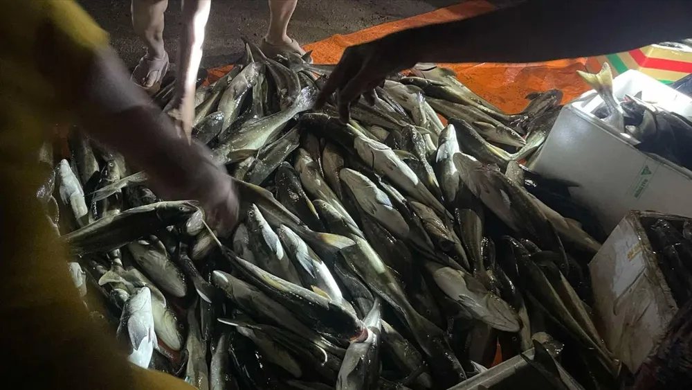 Phát hiện cá nuôi lồng chết, người dân vớt cá vào bờ để bán cho thương lái và người dân. Ảnh: BT ap-thap-nhiet-doi-gay-mua-lon-ca-nuoi-long-chuan-bi-xuat-ban-chet-trang (2).jpg